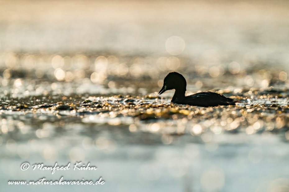 Zwergtaucher ()_0156