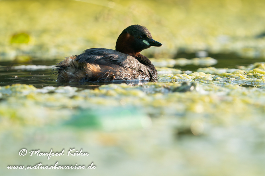 Zwergtaucher ()_0160