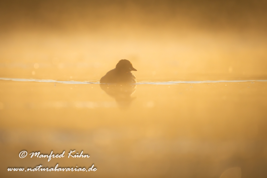 Zwergtaucher ()_0162