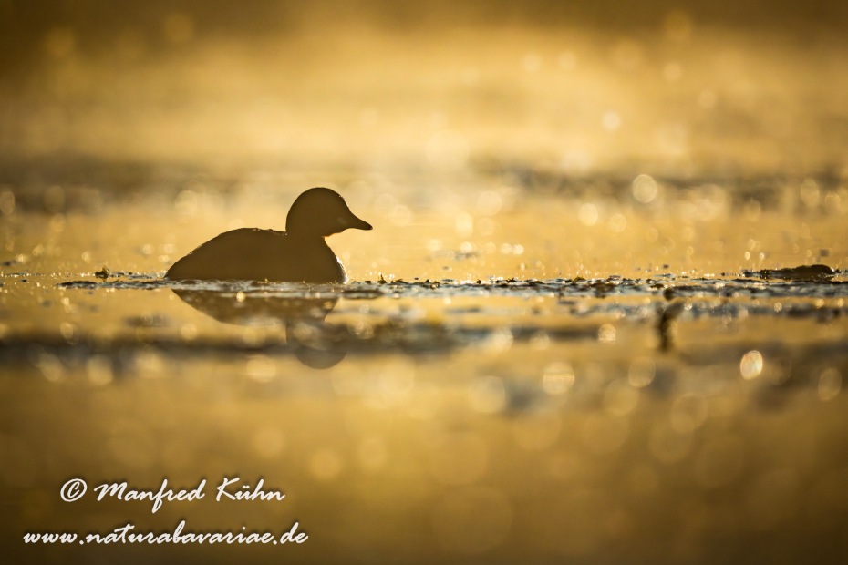Zwergtaucher ()_0167