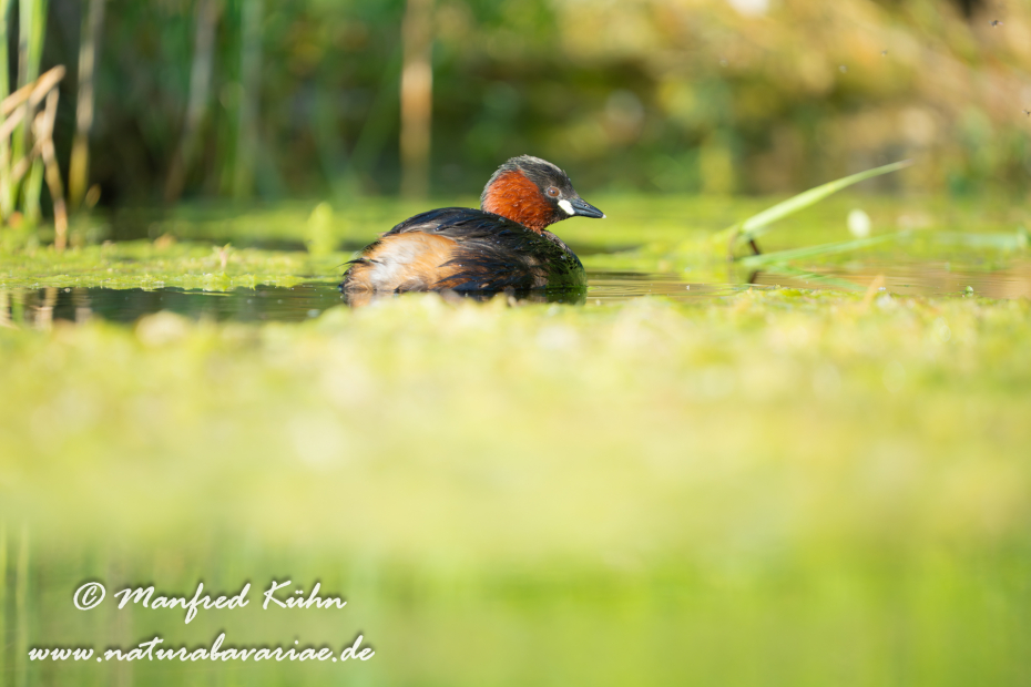 Zwergtaucher ()_0176