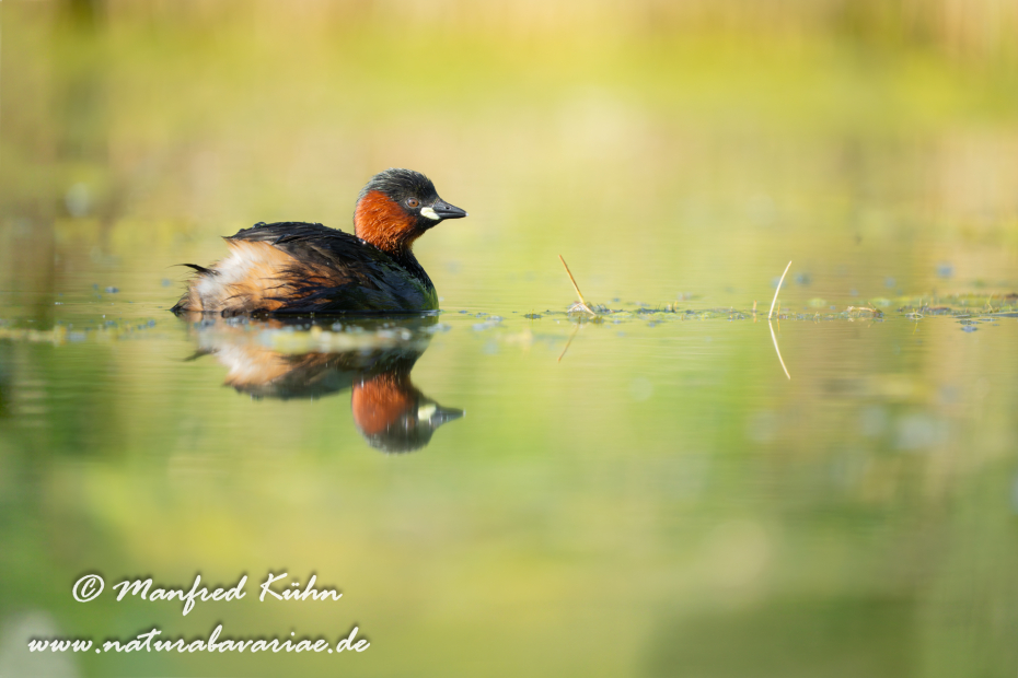 Zwergtaucher ()_0178
