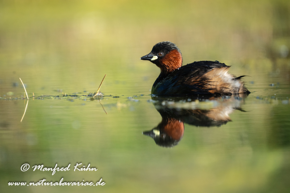 Zwergtaucher ()_0179