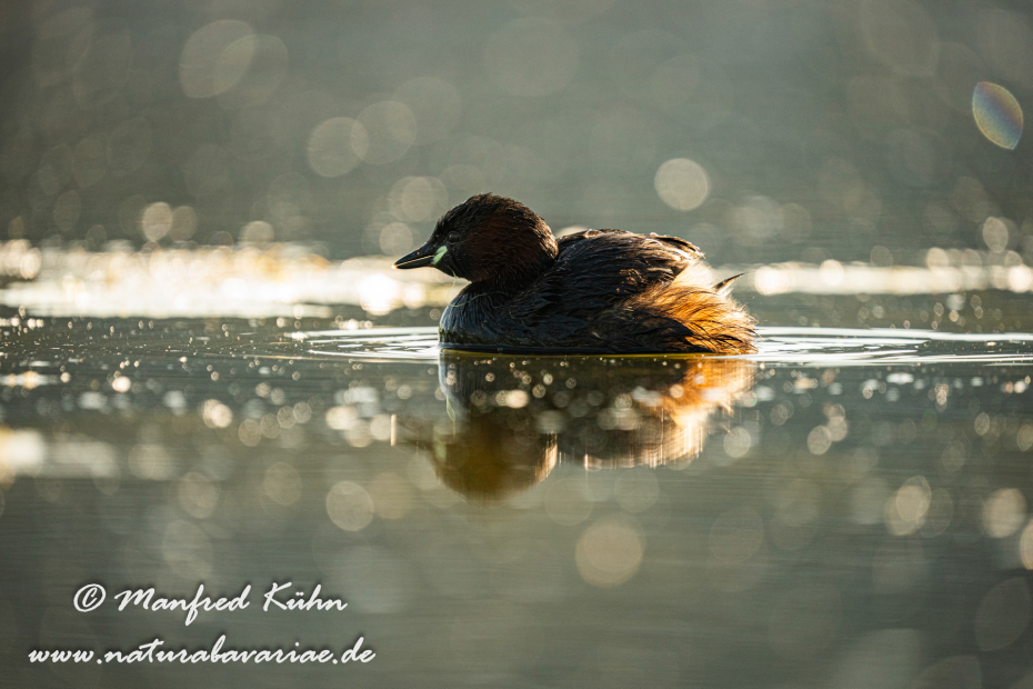 Zwergtaucher ()_0188