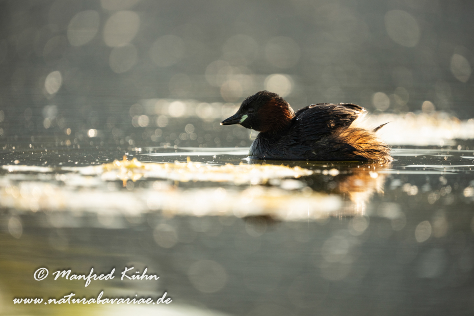 Zwergtaucher ()_0191