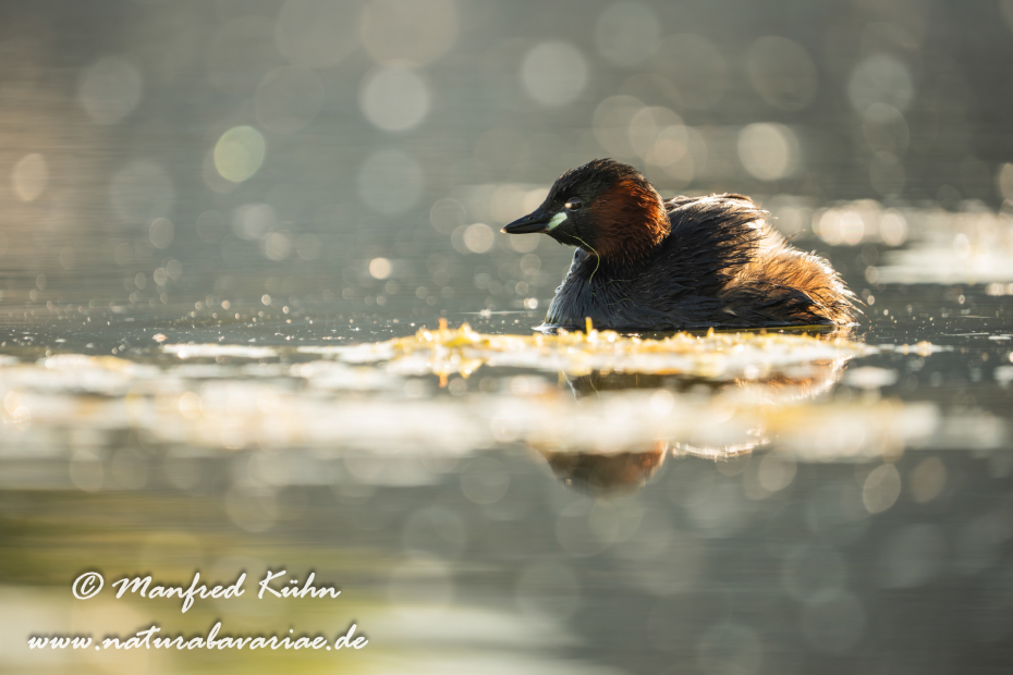 Zwergtaucher ()_0195