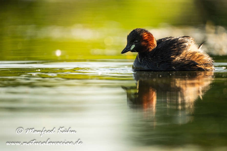 Zwergtaucher ()_0202