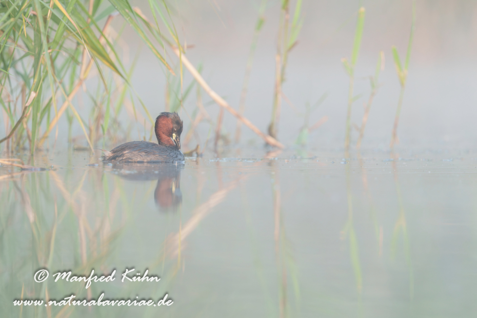 Zwergtaucher ()_0211