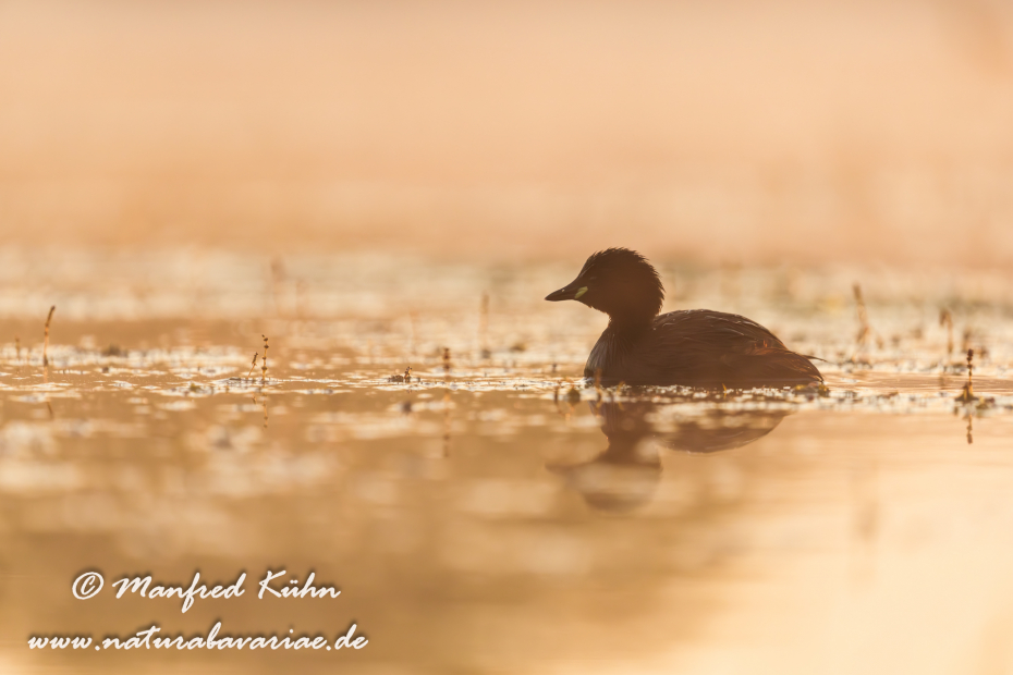 Zwergtaucher ()_0221