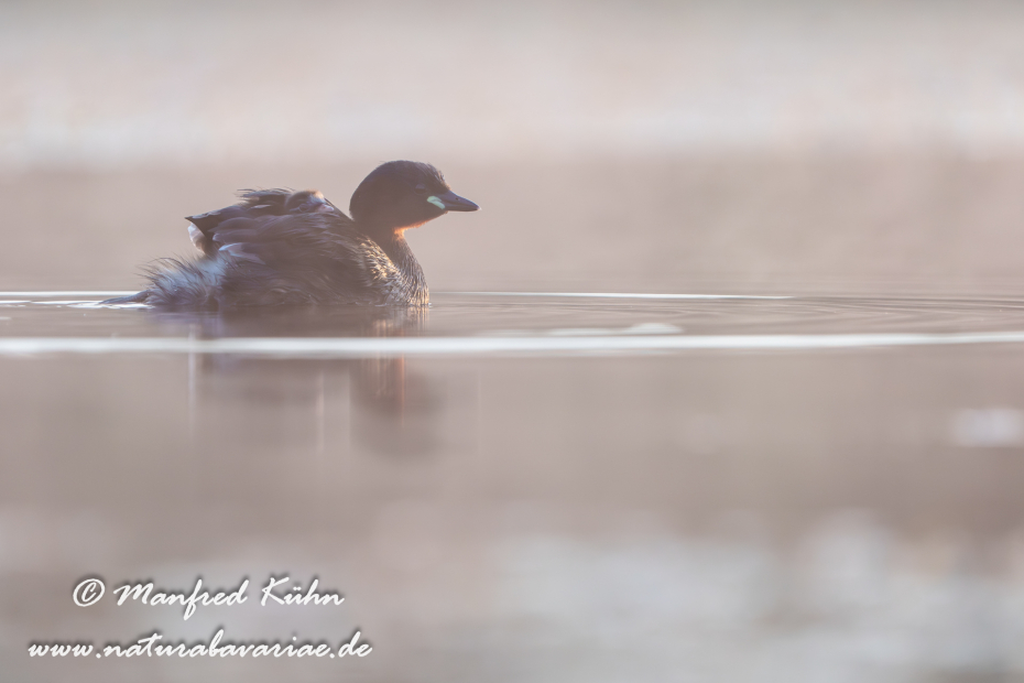 Zwergtaucher ()_0225
