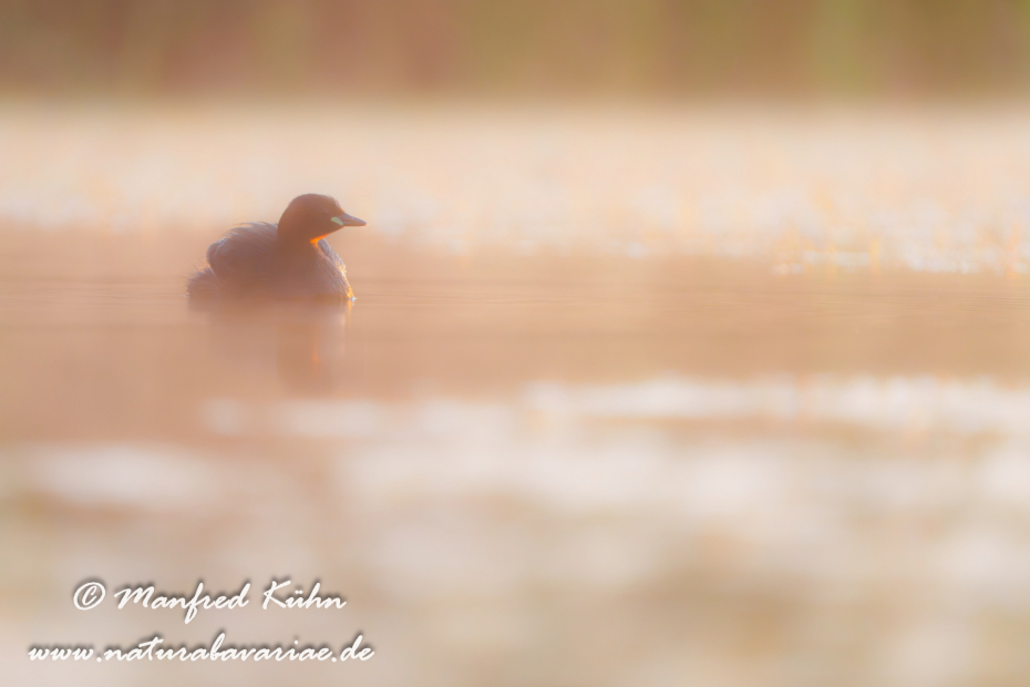Zwergtaucher ()_0227
