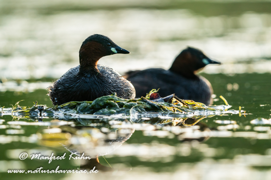 Zwergtaucher ()_0303