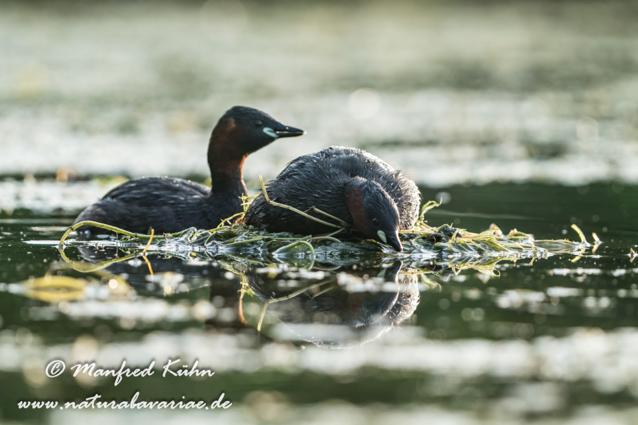 Zwergtaucher ()_0307