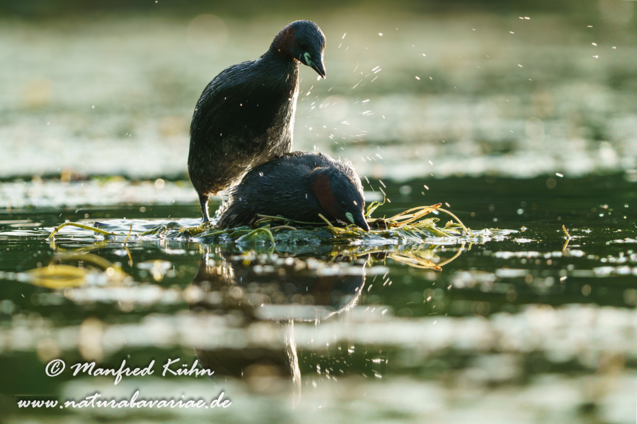 Zwergtaucher ()_0309
