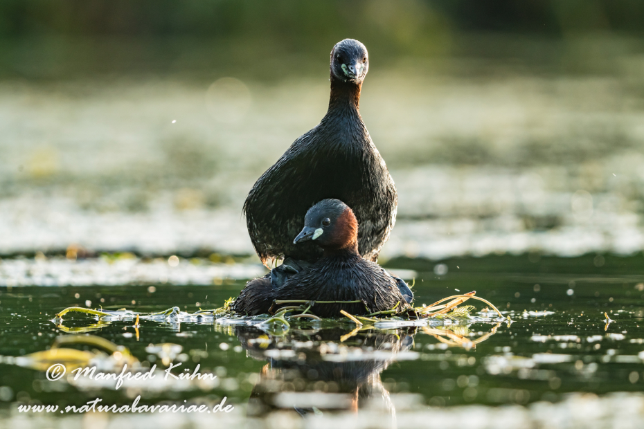 Zwergtaucher ()_0312