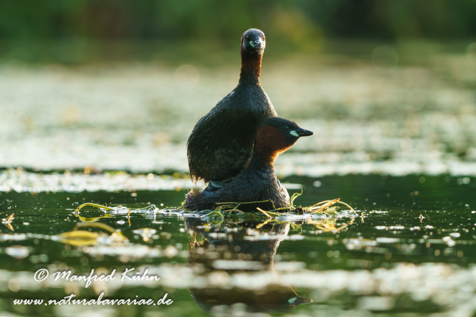 Zwergtaucher ()_0320