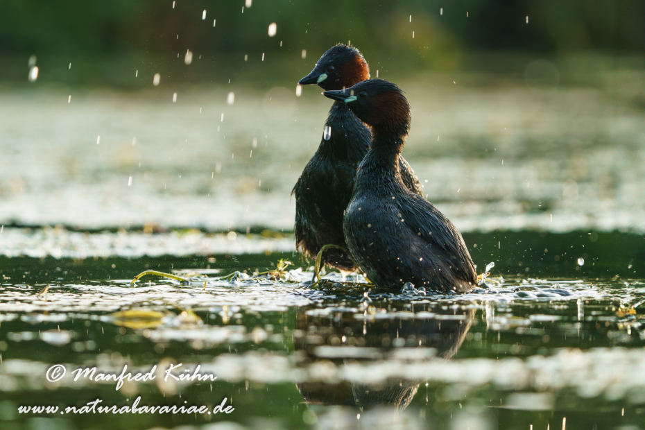 Zwergtaucher ()_0321