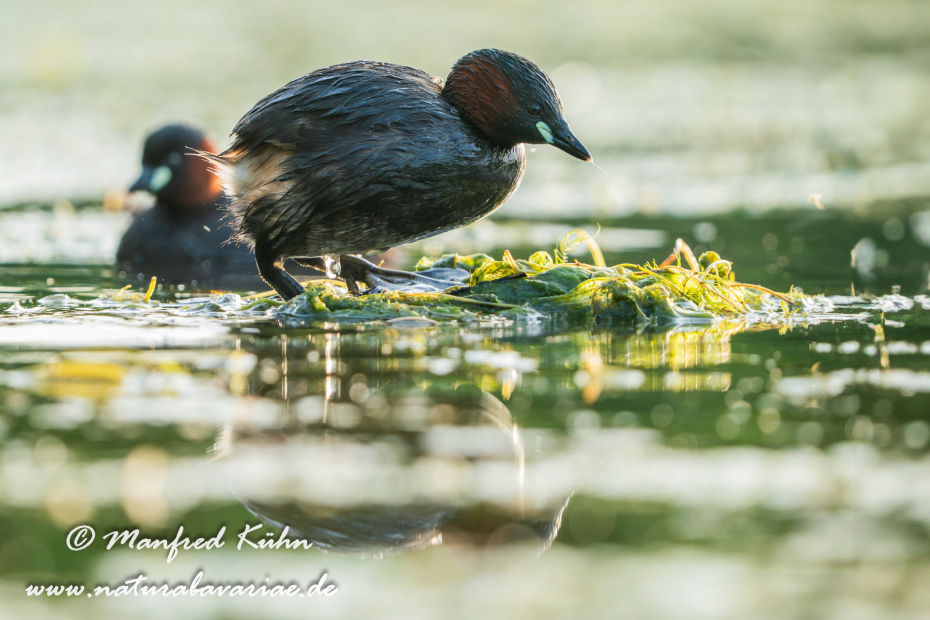 Zwergtaucher ()_0338