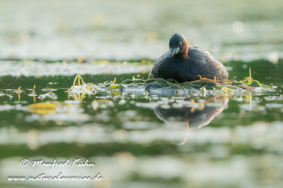 Zwergtaucher ()_0358