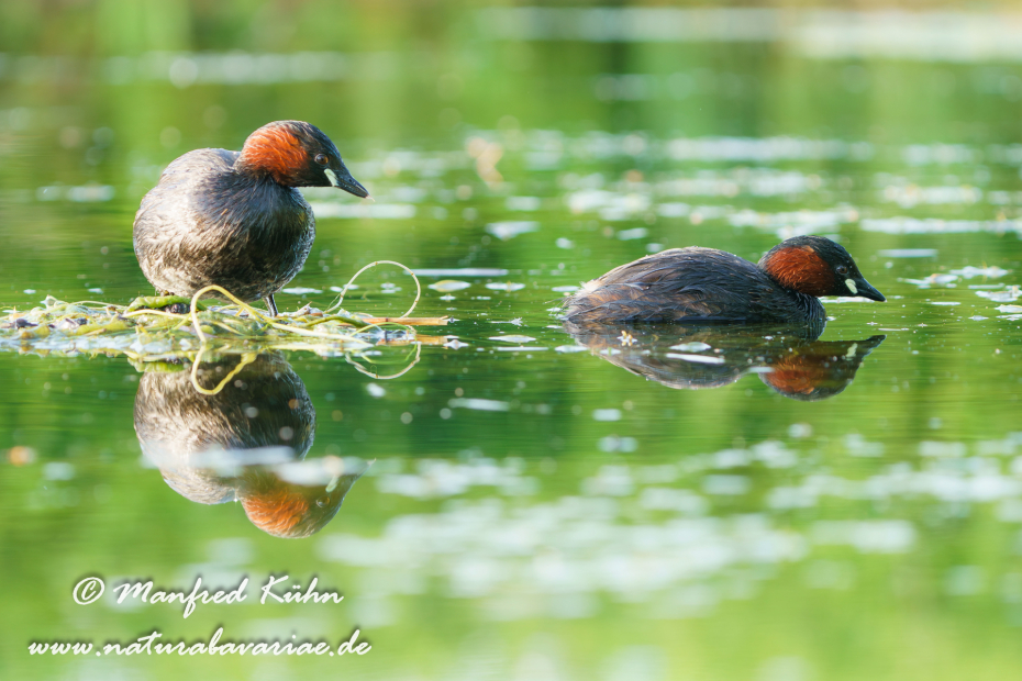 Zwergtaucher ()_0364