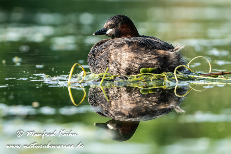 Zwergtaucher ()_0368