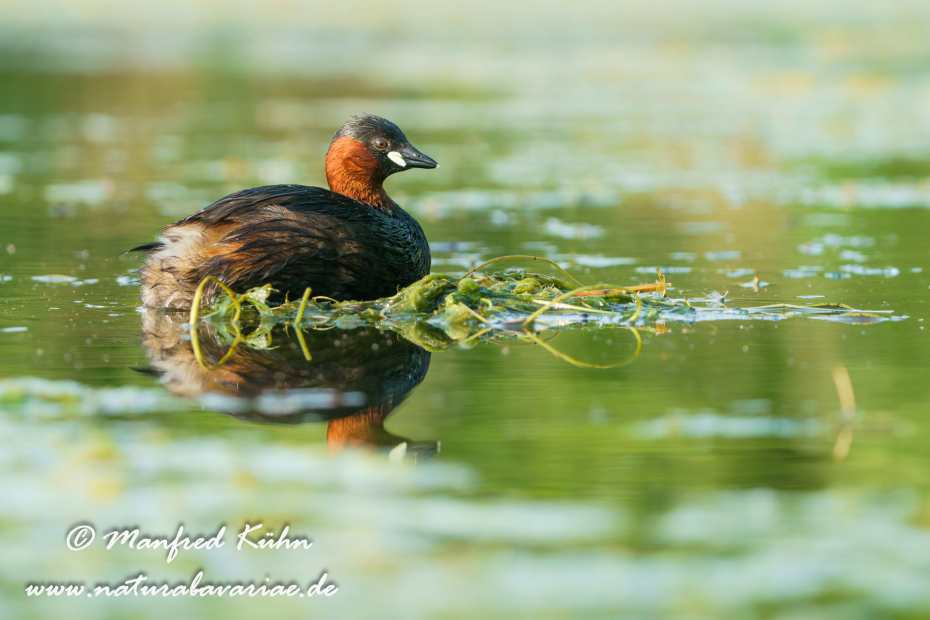 Zwergtaucher ()_0370