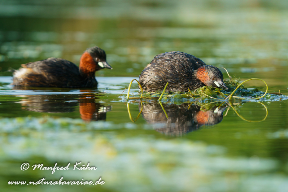 Zwergtaucher ()_0371
