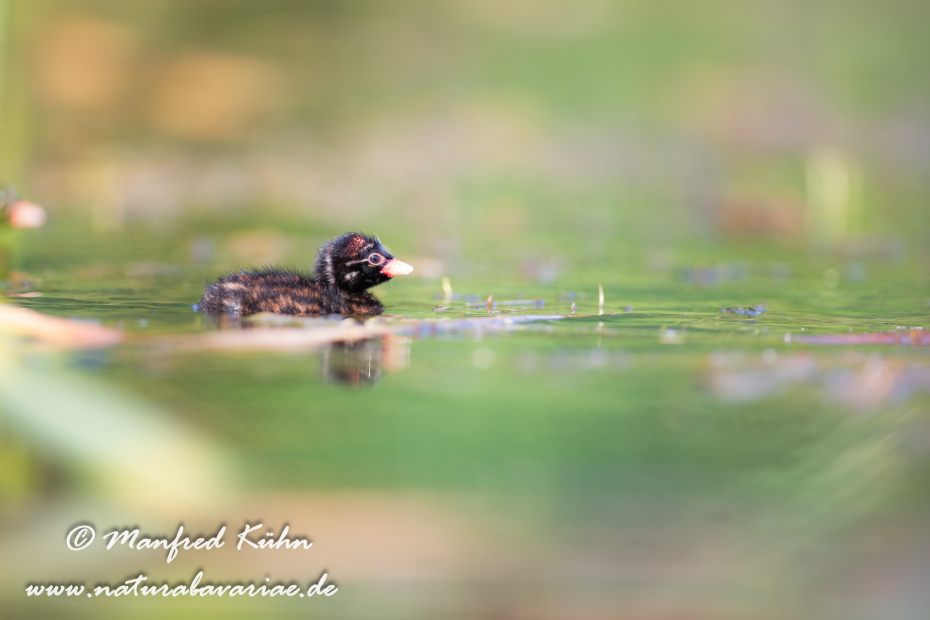 Zwergtaucher ()_0409