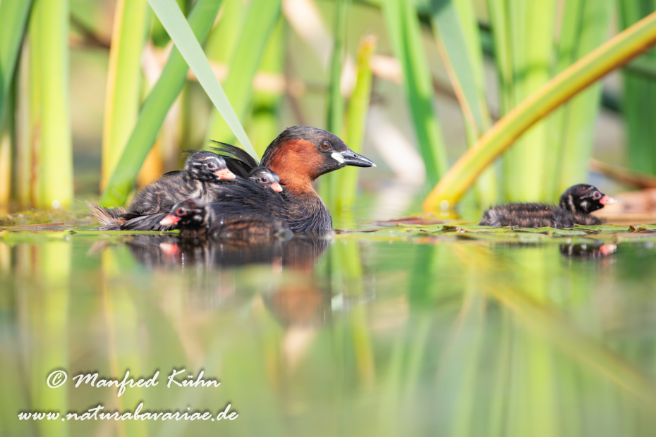Zwergtaucher ()_0411