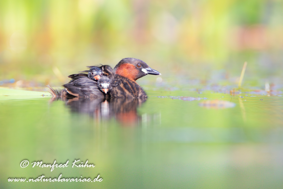 Zwergtaucher ()_0418