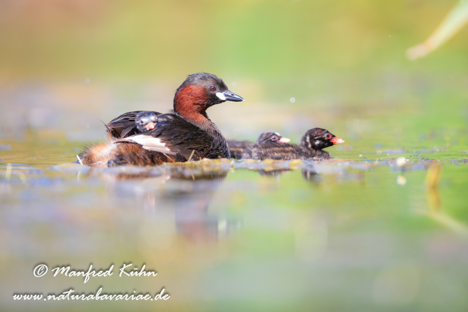 Zwergtaucher ()_0419