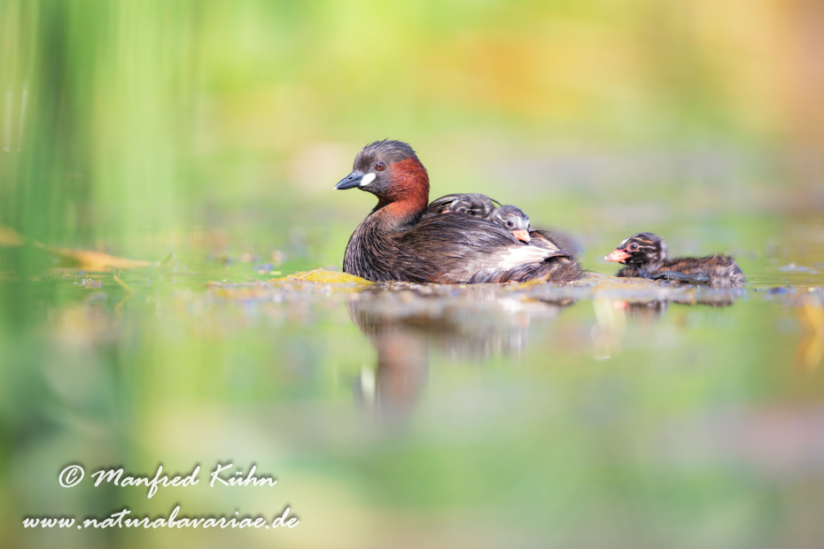 Zwergtaucher ()_0430