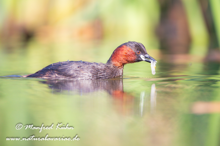 Zwergtaucher ()_0431