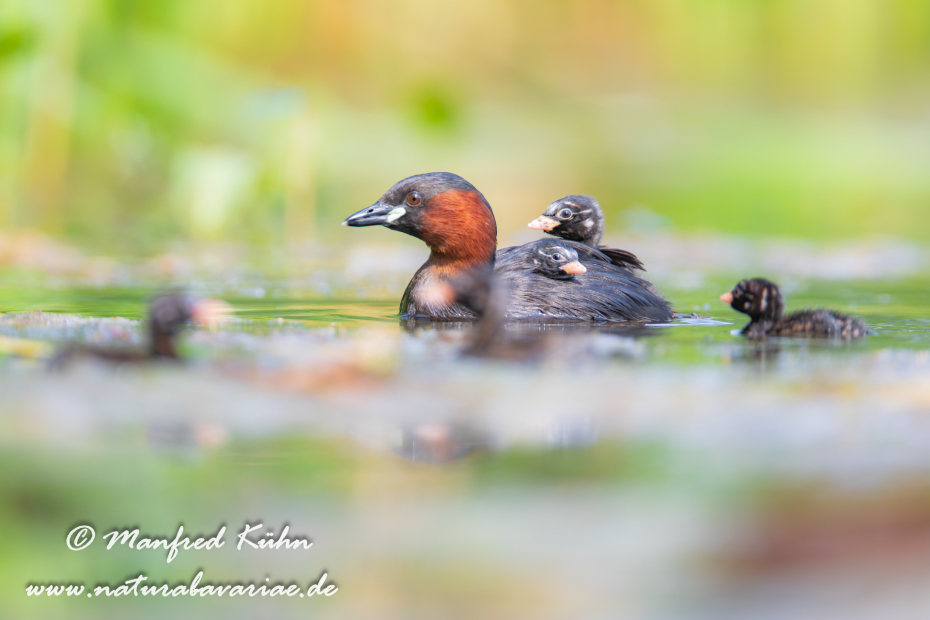 Zwergtaucher ()_0436