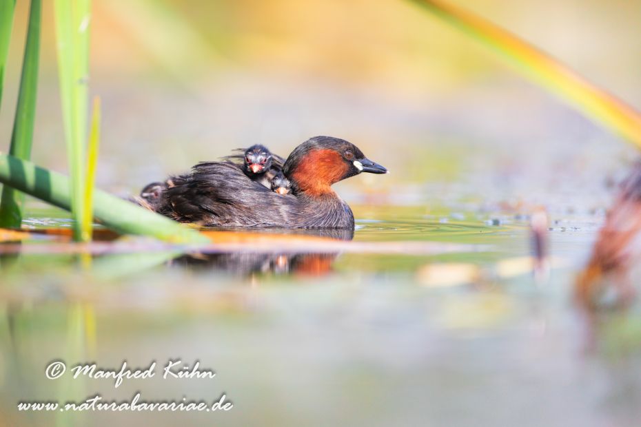 Zwergtaucher ()_0437