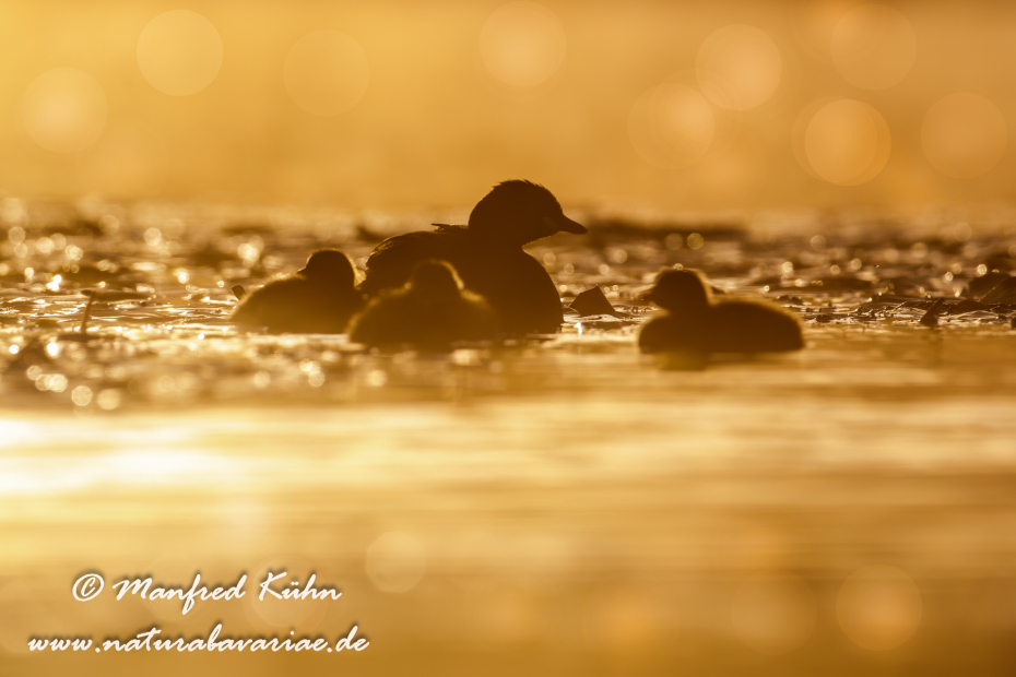 Zwergtaucher ()_0443