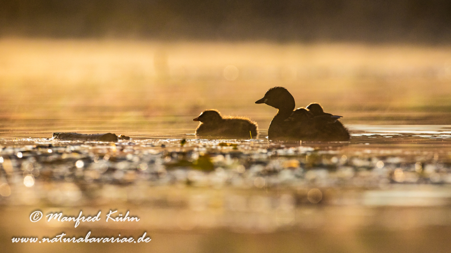 Zwergtaucher ()_0445