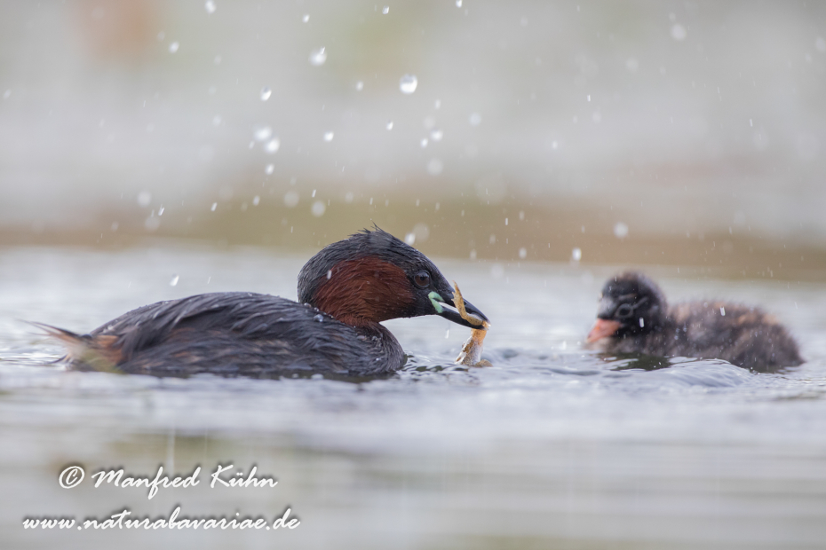 Zwergtaucher ()_0447