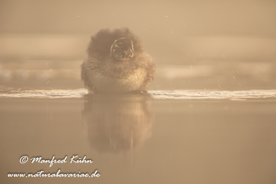 Zwergtaucher ()_0464