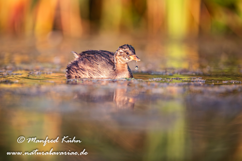 Zwergtaucher ()_0469