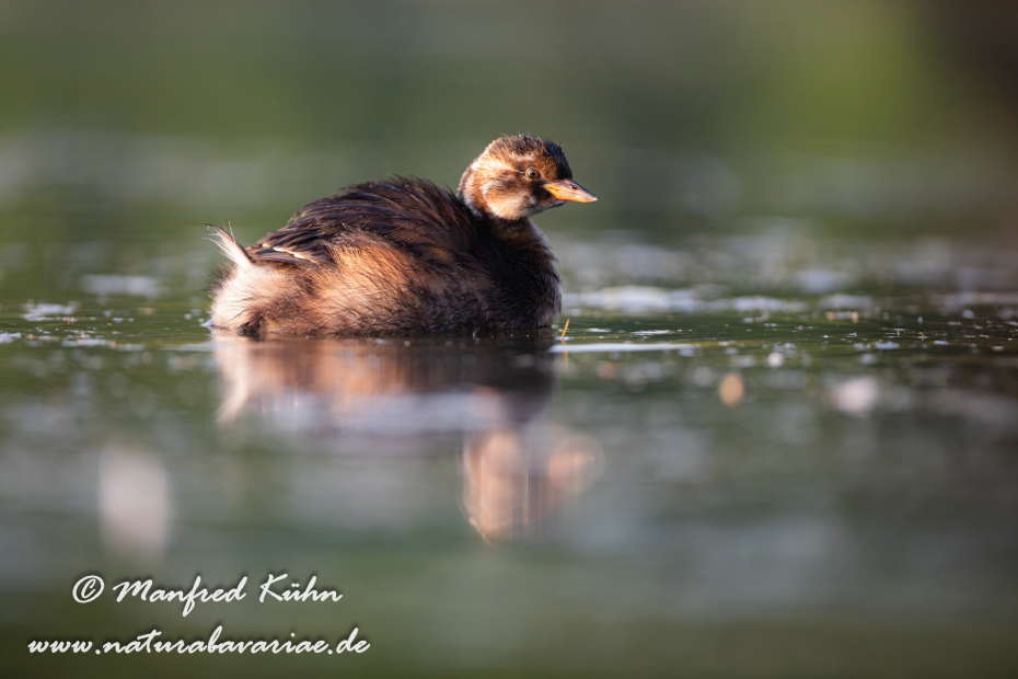 Zwergtaucher ()_0471