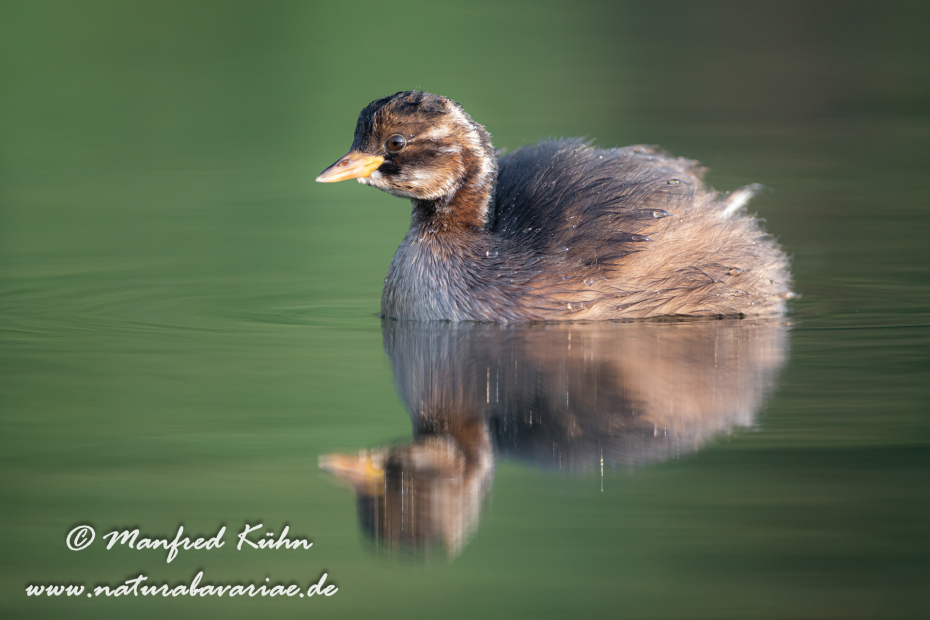Zwergtaucher ()_0476
