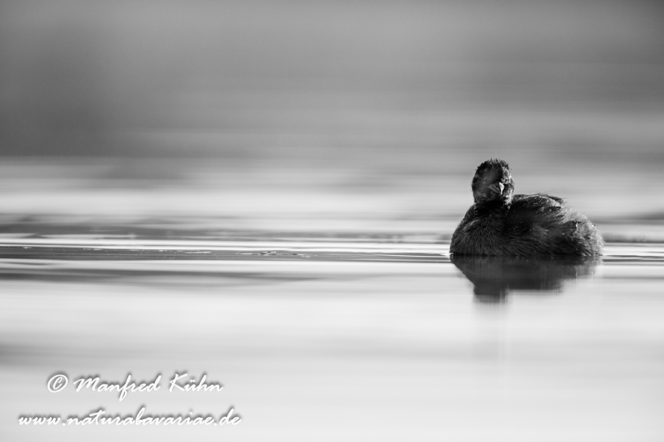 Zwergtaucher ()_0485