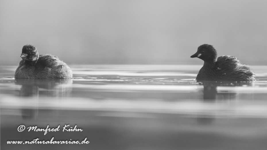 Zwergtaucher ()_0487