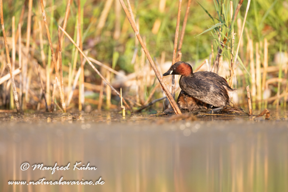 Zwergtaucher ()_0488