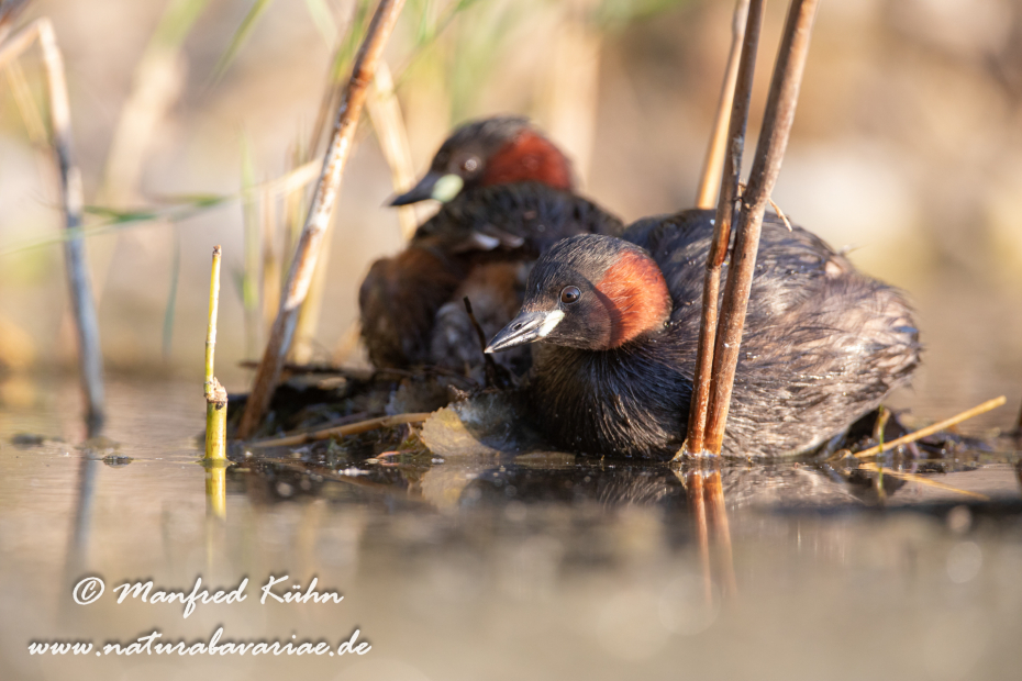Zwergtaucher ()_0493