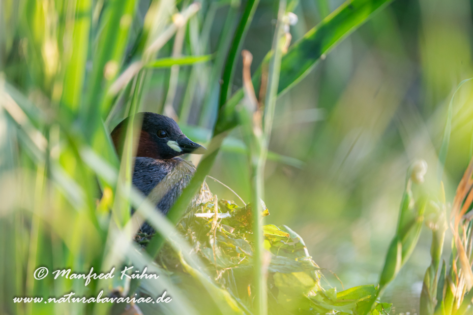 Zwergtaucher ()_0495