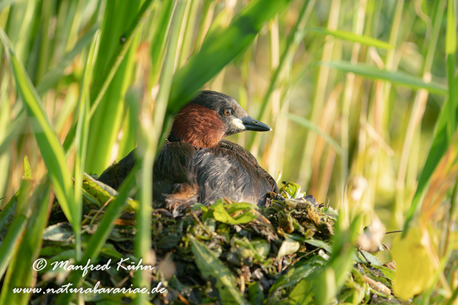 Zwergtaucher ()_0497