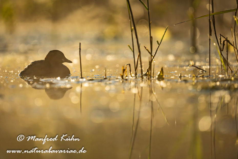 Zwergtaucher ()_0505