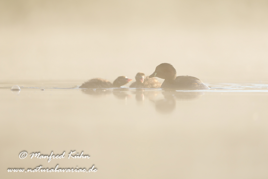 Zwergtaucher ()_0513